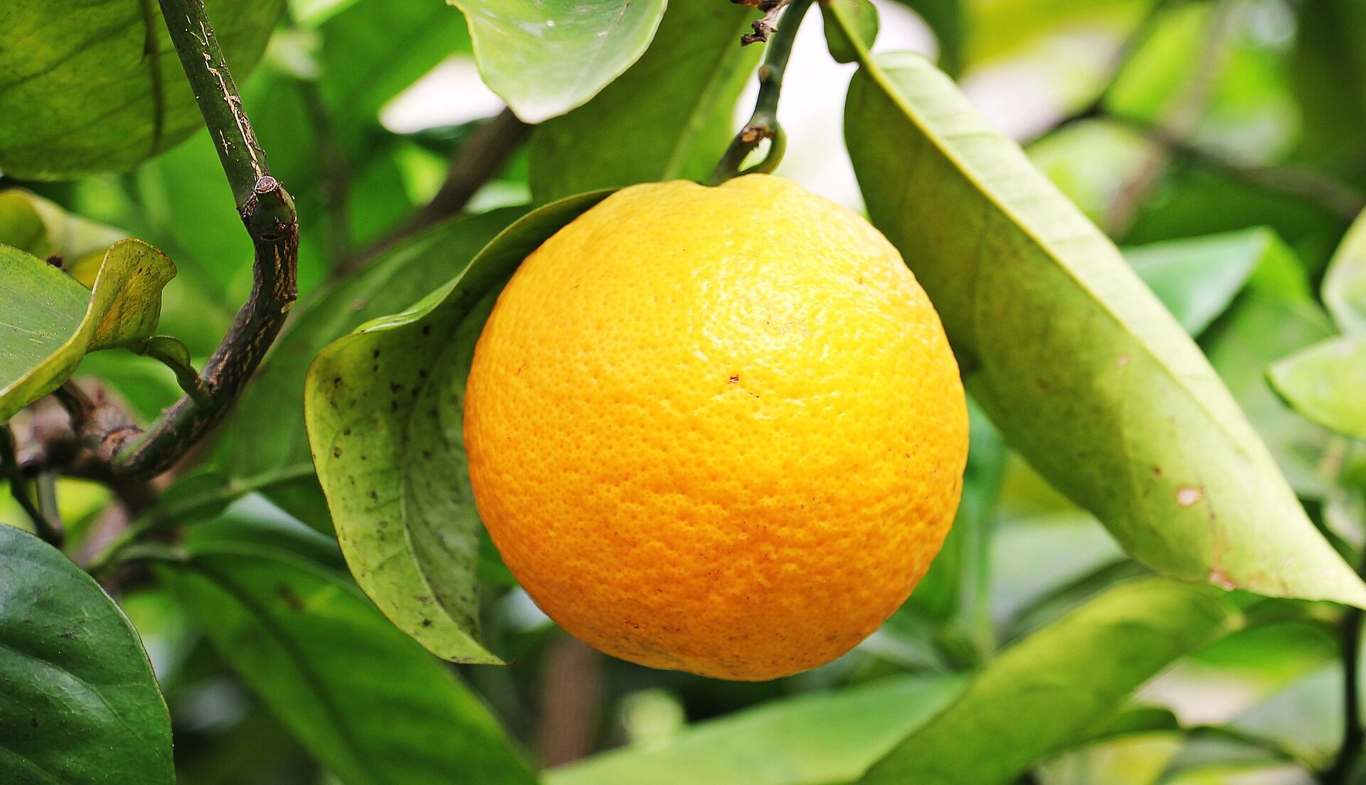 orange-gf018e139c_1920